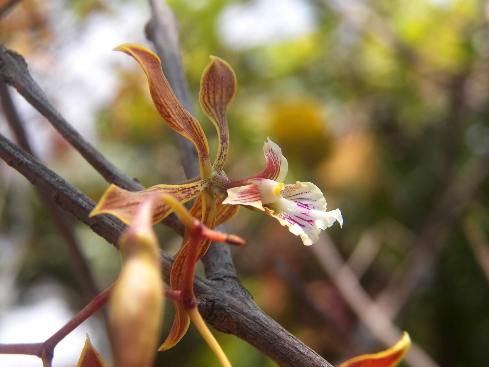 Encyclia meliosma